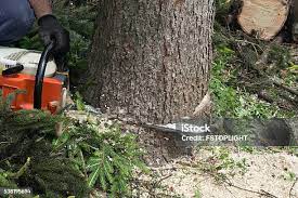 Trusted Ruston, WA Tree Care Experts