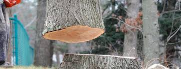 Best Emergency Tree Removal  in Ruston, WA