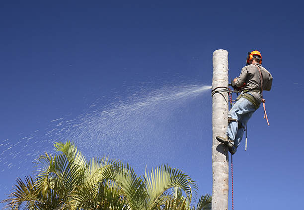 Best Pest Control for Lawns  in Ruston, WA