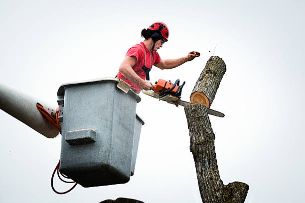 Tree and Shrub Care in Ruston, WA